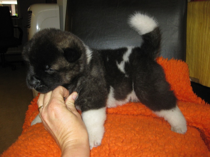 Puppies